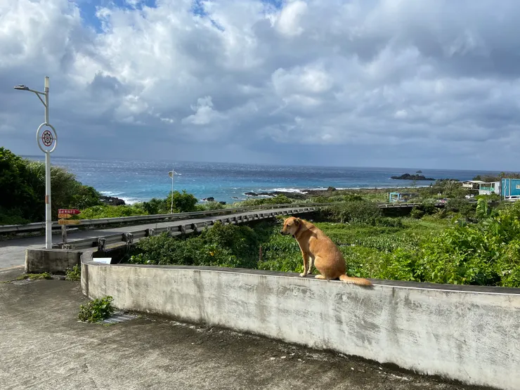 愜意的蘭嶼土狗