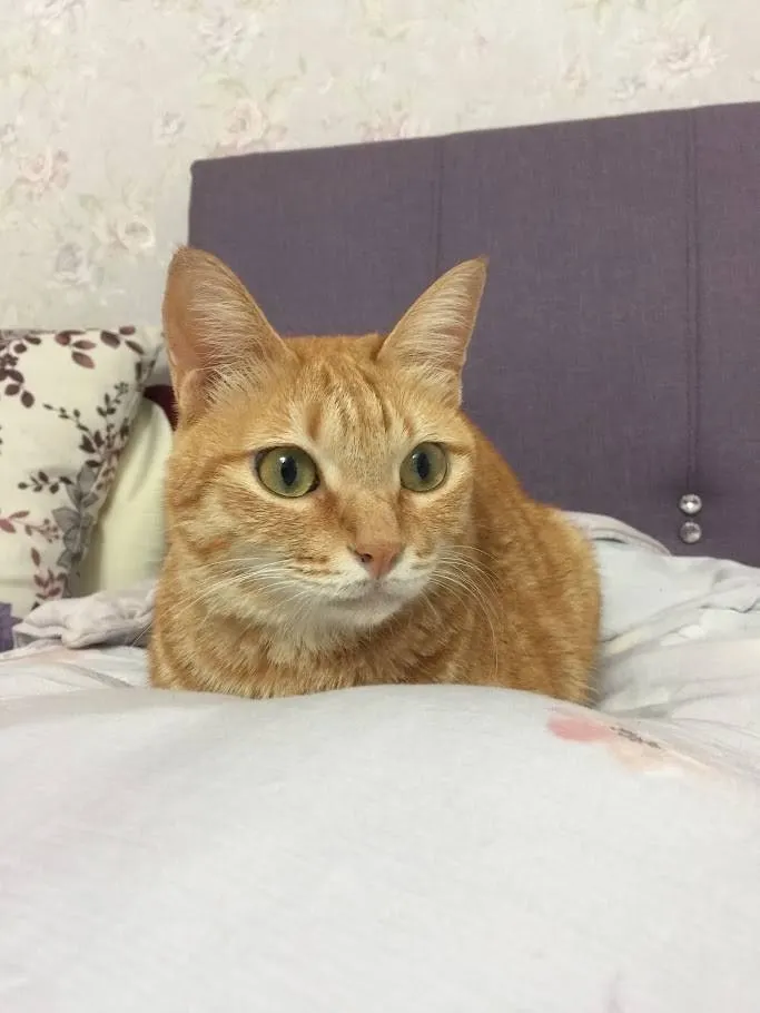 橘貓妹妹(媽媽提供)