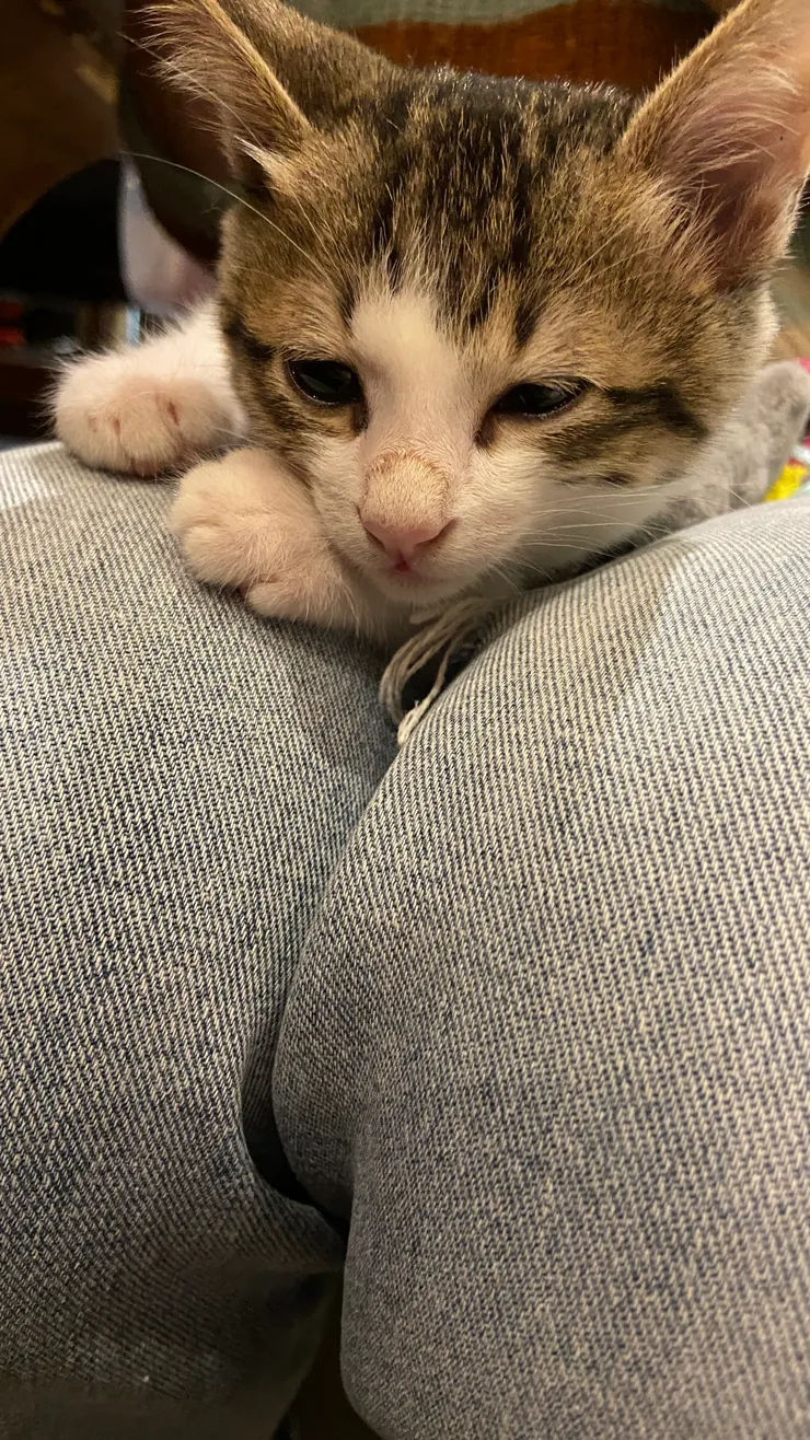 極簡咖啡館｜小貓是小芝麻是最近團寵