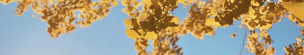 每天，都是在東京的最後一天的沙龍