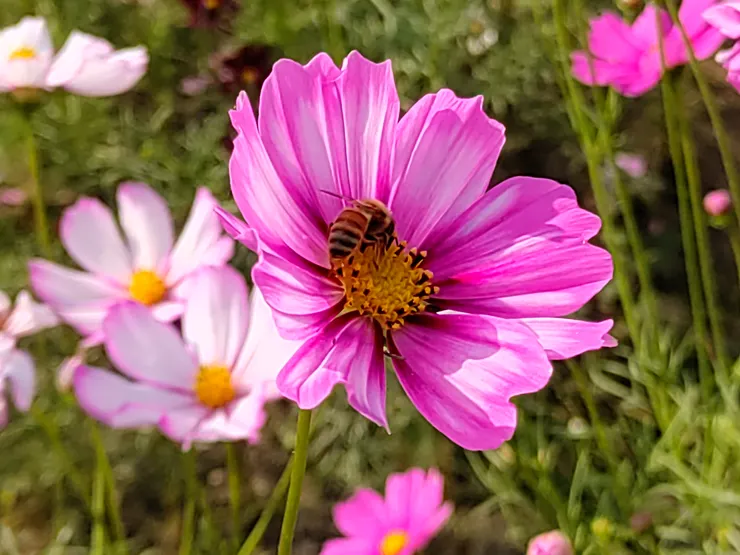 蜜蜂又來搶鏡😆