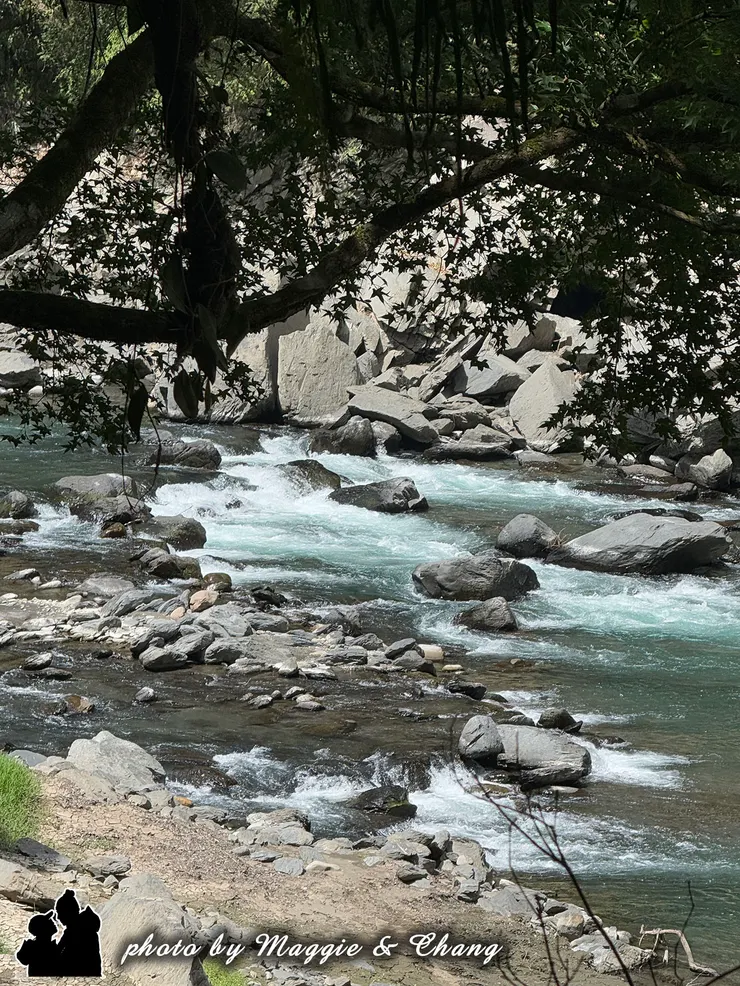 溪流在岩石間奔騰，激起白色浪花，動態的水聲與周圍濃密的樹林交織，呈現一種既壯麗又清涼的氛圍。透過樹蔭的縫隙望向溪流，更增添了一份詩意感。