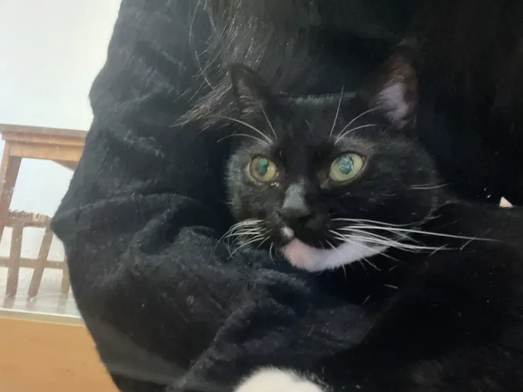 會自己黏上來的小可愛😍