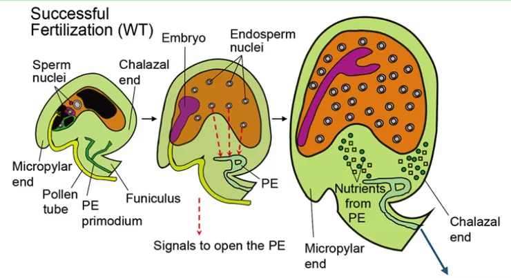 胚珠能否獲取養分，需要閘門（PE）的開啟。 圖片取自Current Biology