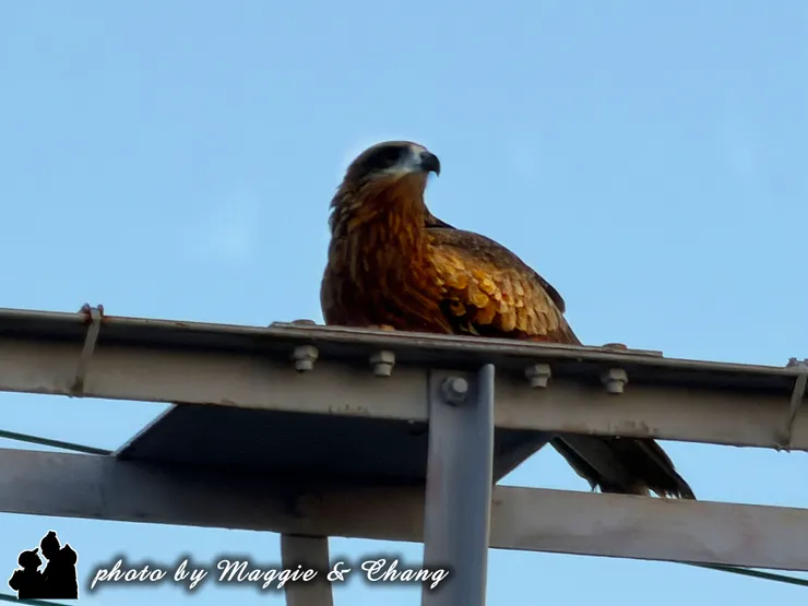 老鷹也早起尋覓食物