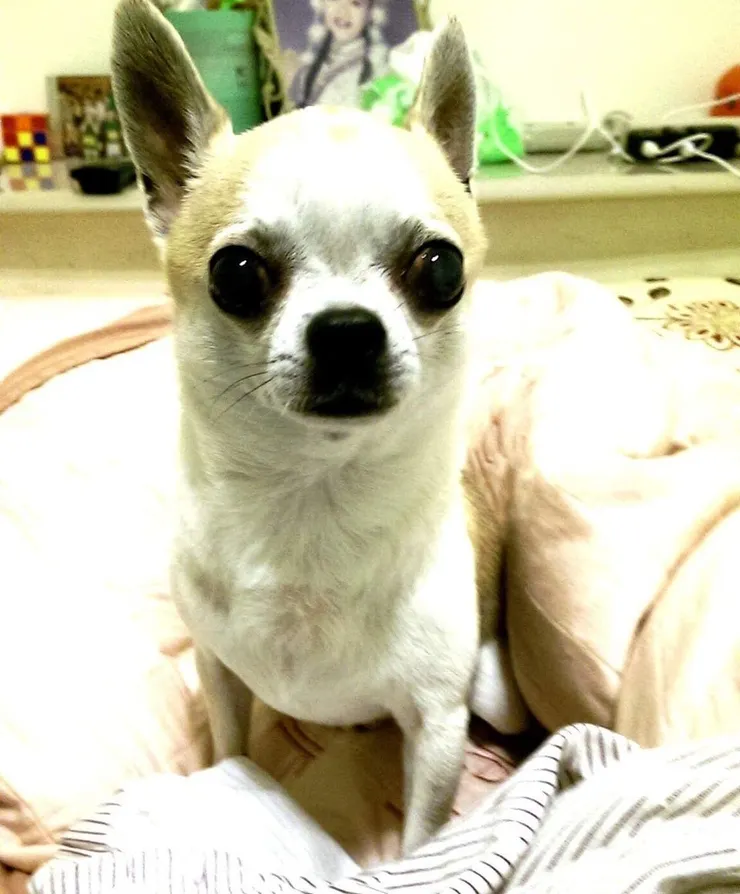 本有著大大眼睛的哈尼(化名) (哈尼媽媽提供)