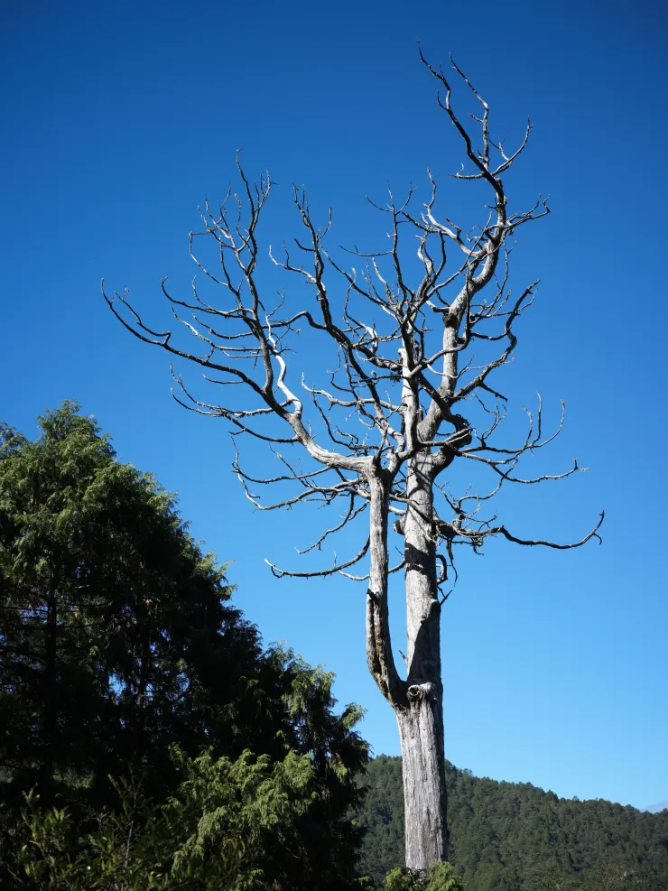 人倫林道一處轉彎的蒼白檜木，靜靜展現著大自然的力與美。