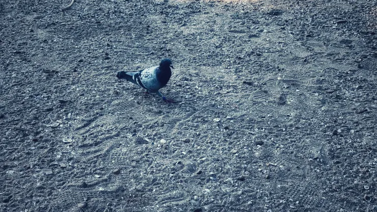 坐下來不久,就被這小東西盯著,最後還拍翼飛到我旁邊。