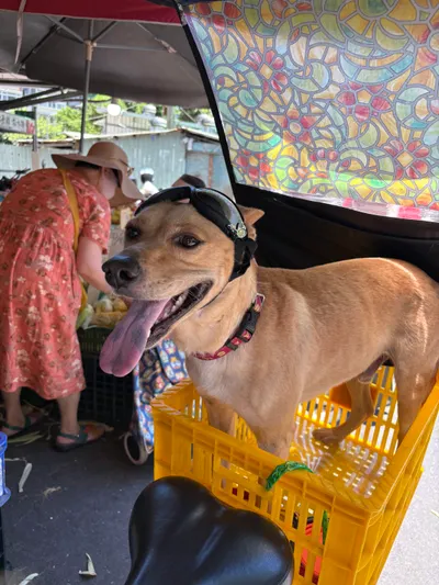 帶著防風眼鏡的狗狗