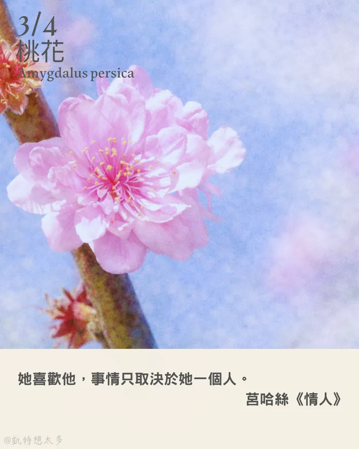 3 月 4 日｜桃花×莒哈絲《情人》