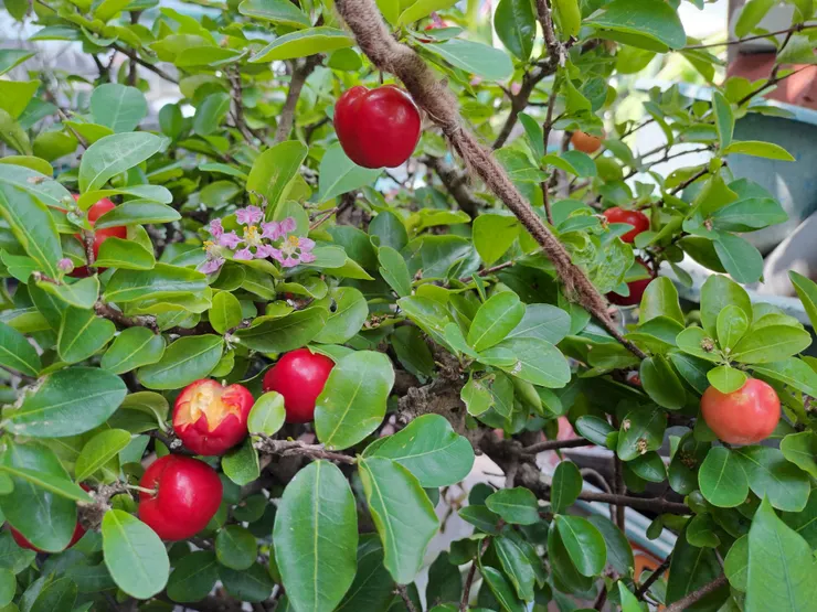 飛鳥的眼睛比我們銳利