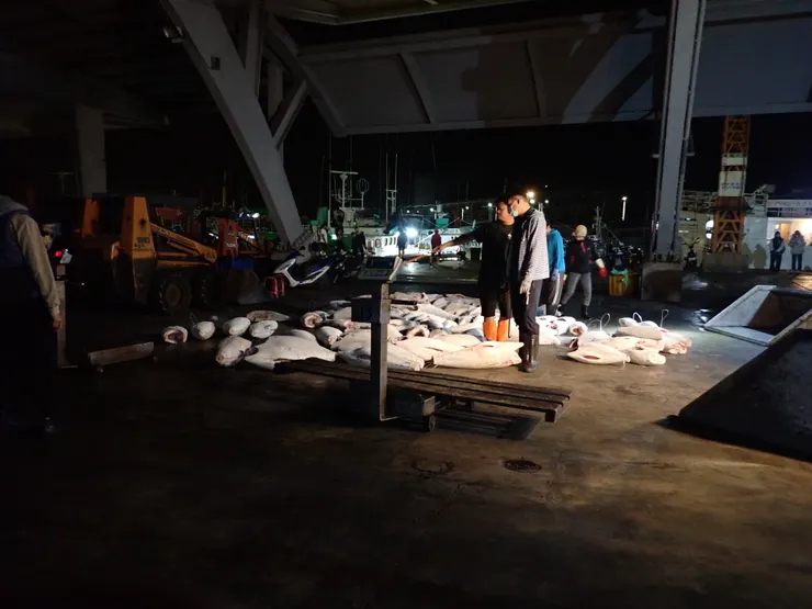 漁工三兩成群,用鐵鉤拉起鮪魚,一邊嘀咕著聽不懂的語言,一邊整齊的將鮪魚纍放在貨櫃裡。(攝於生鮮魚市場)