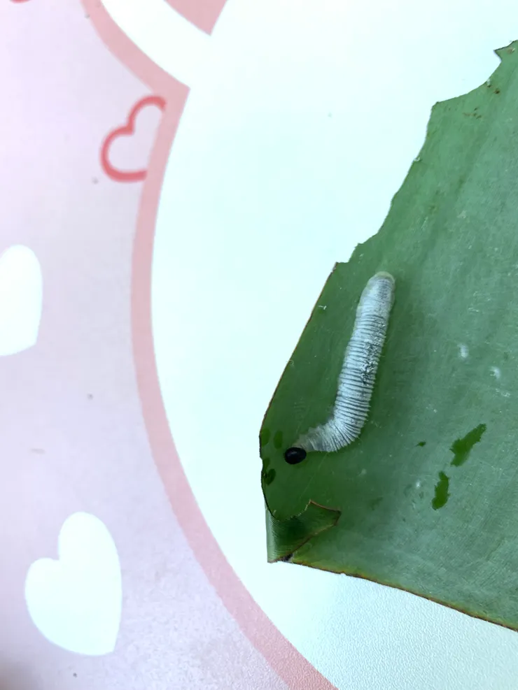 哈！現身囉！牠是香蕉弄蝶的幼蟲。