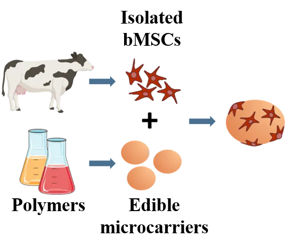微載體可以讓牛的幹細胞附著並生長，達到商業化的作用