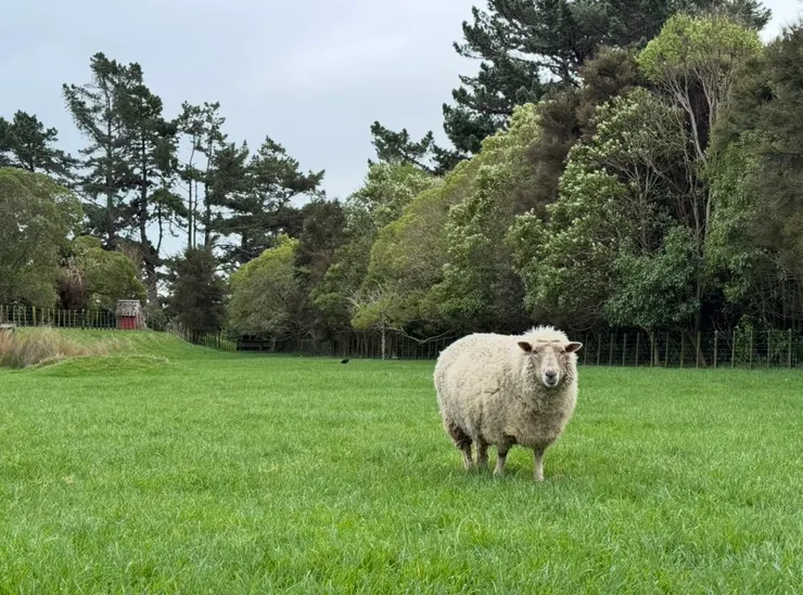 電影院停車場旁的不怕人羊咩咩