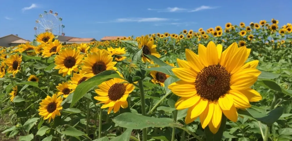 《從護理師到媽媽：我的生活轉彎》的沙龍