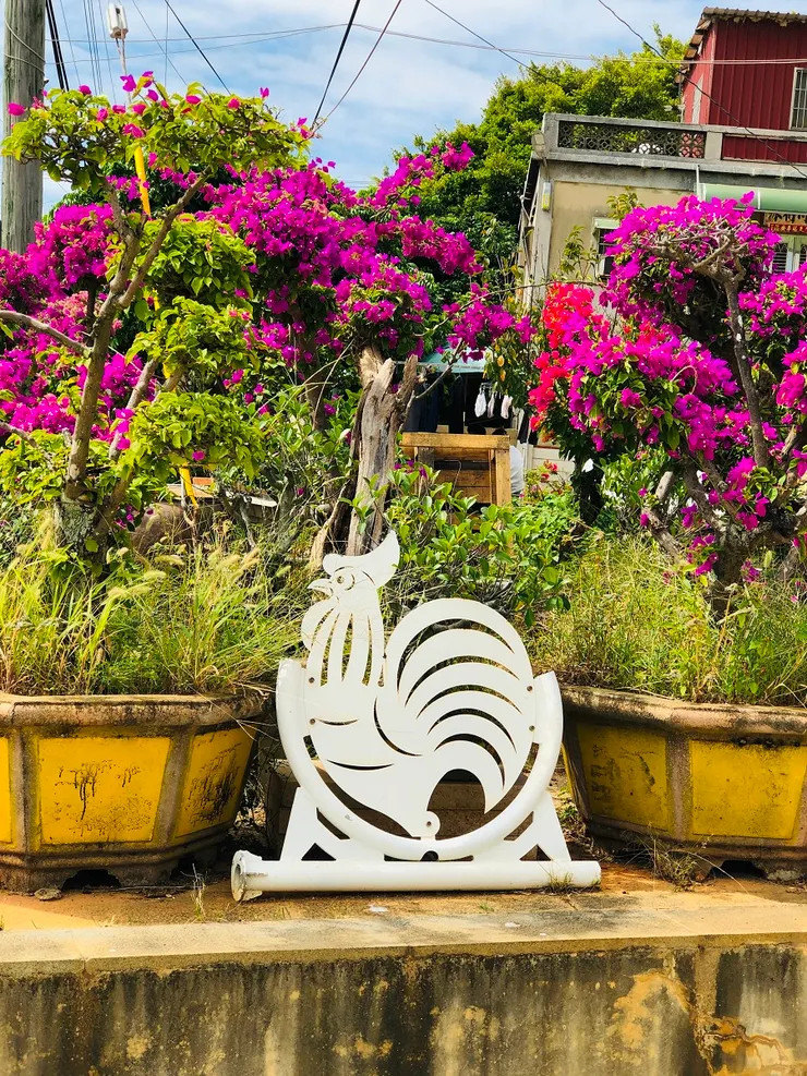 小金門的＂風雞＂