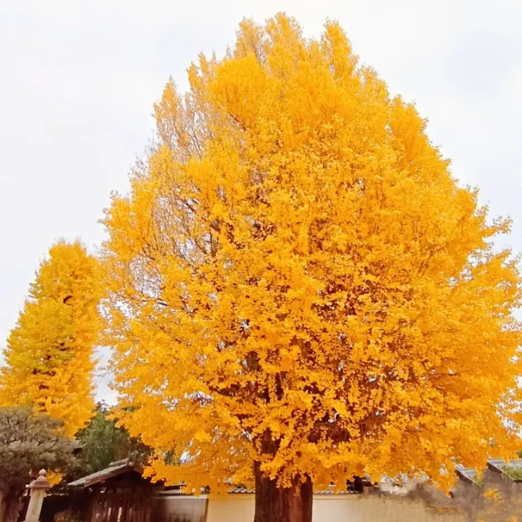 靜靜地佇立在寺內