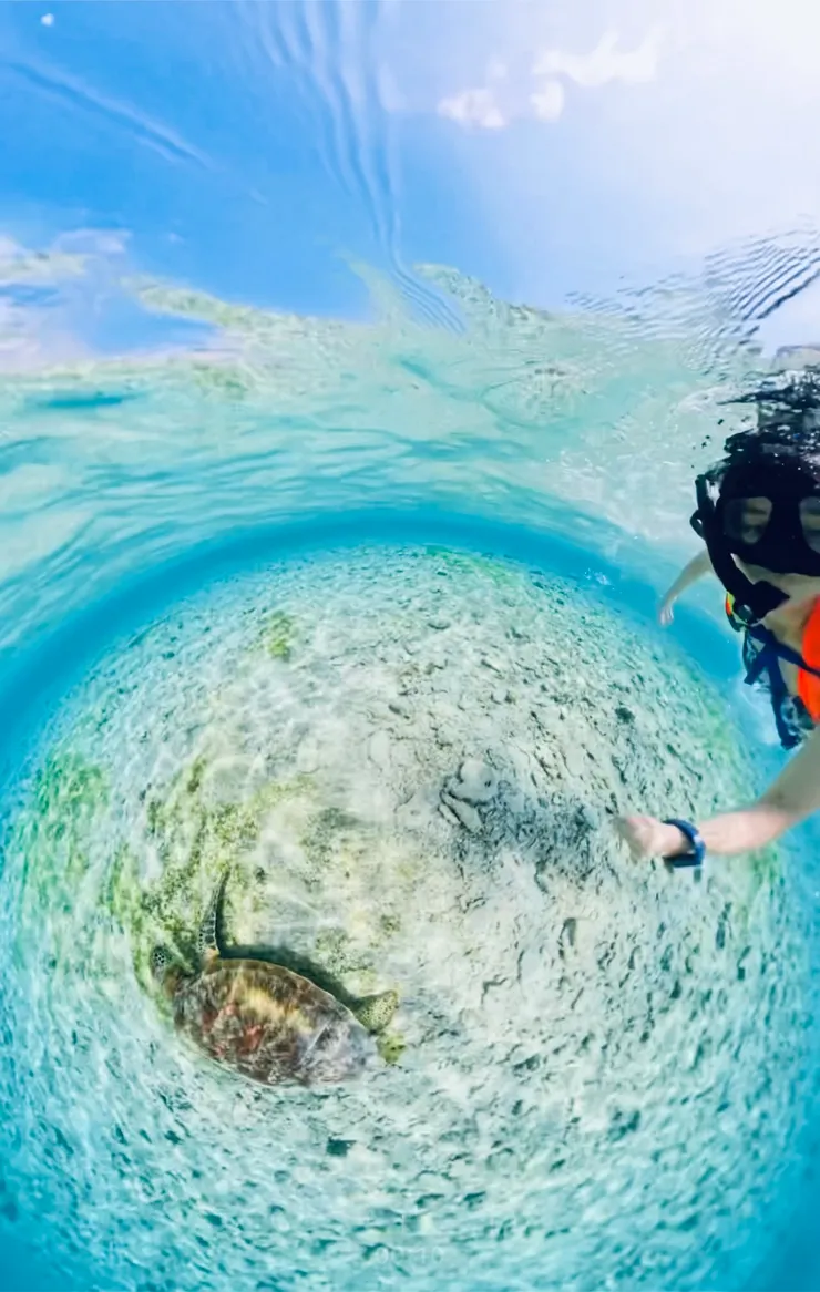 和可愛的海龜一起游泳用餐：點擊有海龜影片喔！