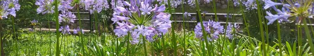 發光發熱的啊儒的沙龍