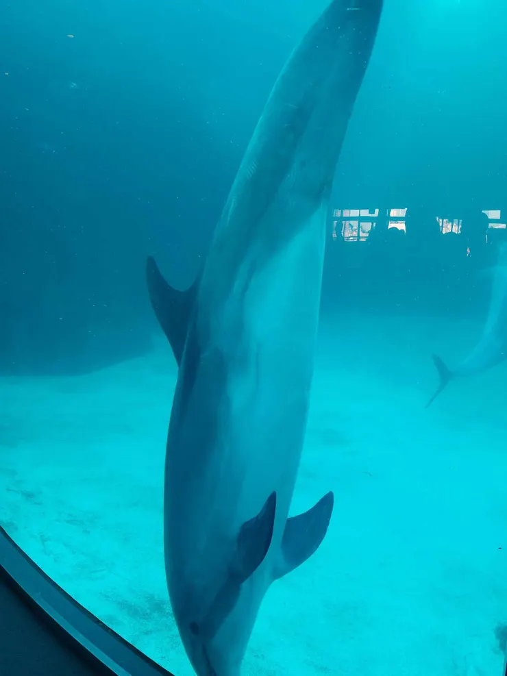 再一次海豚倒立