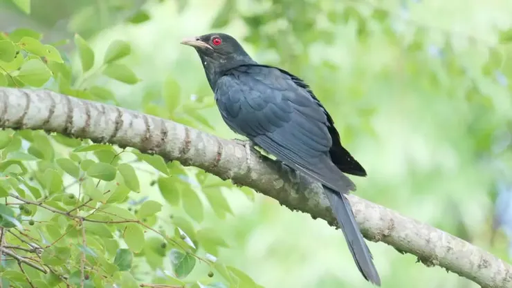 這是我的生父，噪鵑雄鳥，即是升key鳥