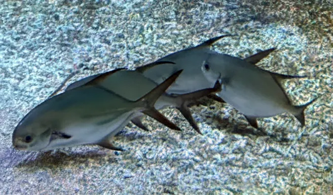 布氏鯧鰺又稱黃臘鰺 俗名為金鯧黃鯧 紅鯧