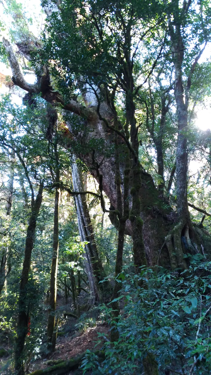 稜線上也不少巨木級的鐵杉、五葉松等樹種
