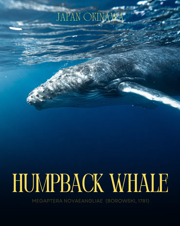 攝影 𝖳𝖸𝖫𝖤𝖱 𝖳𝖠𝖭𝖠𝖪𝖠