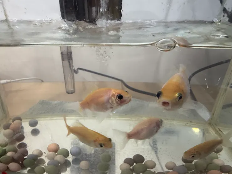 2026/04/18 張嘴的魚