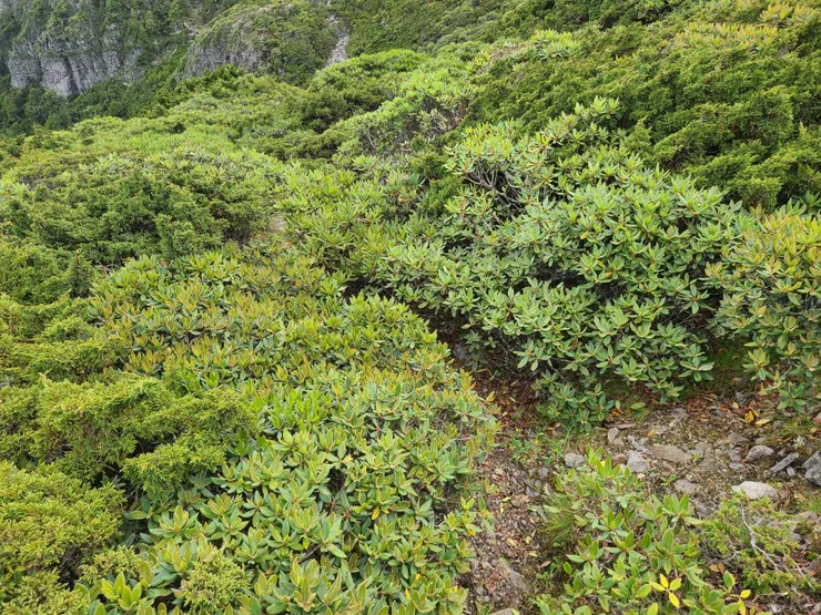 路不大條，要鑽玉山圓柏，小心反彈勾腳