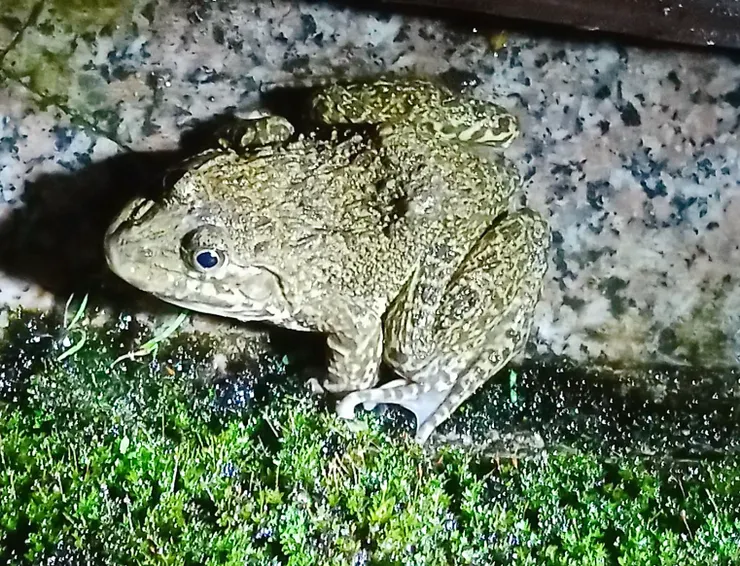 前幾年拍的，牠就在苔蘚和青草旁。  