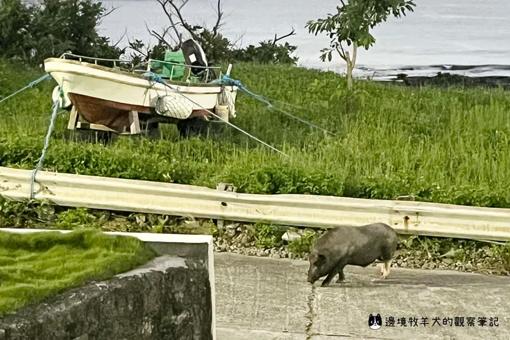 夜晚出來找東西吃的蘭嶼豬