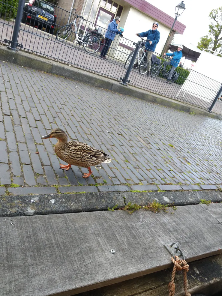 跑到路上來閒晃