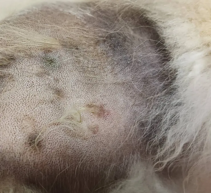 令人心疼的膚況QQ