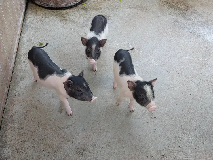 可愛動物區-麝香豬