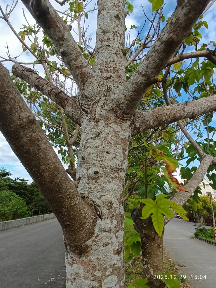 莖幹常青又稱青桐