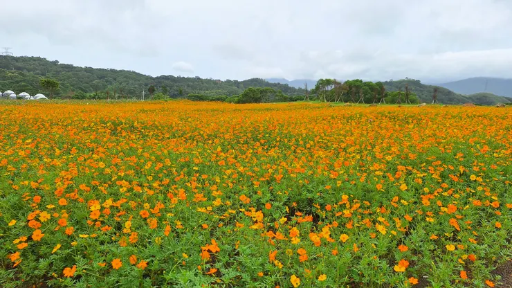 第二季花海! 以硫華菊為主題