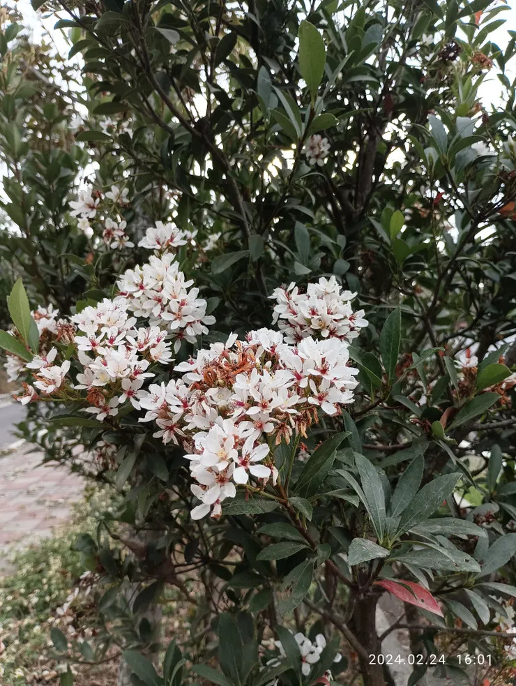 石斑花日經佇聞，自覺其味如似淡酸梅