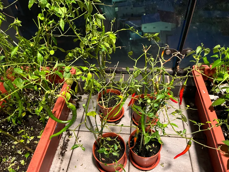 20250515 最後採收