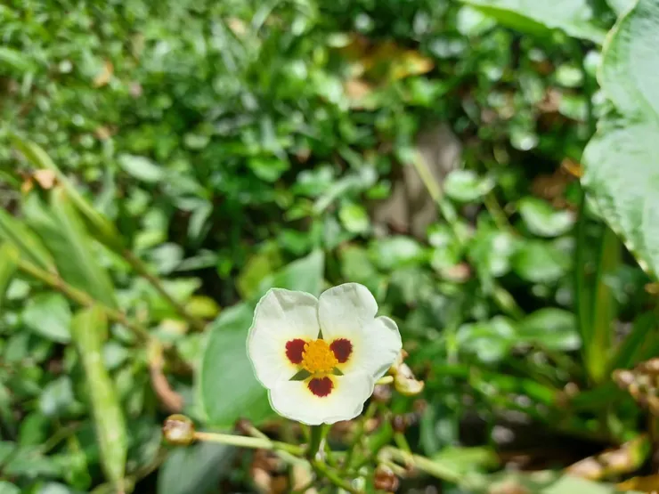 爆米花慈菇的雄花