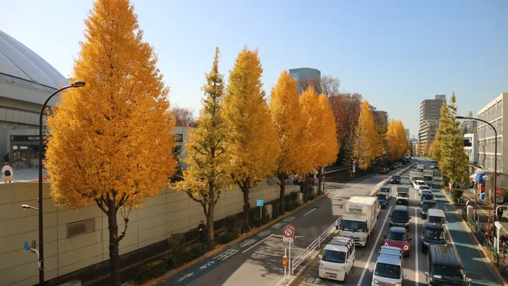 東京巨蛋旁的人行道也是一排銀杏