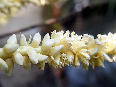 src