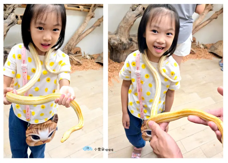 掛蛇體驗，可以感受到蛇的肌肉在出力！