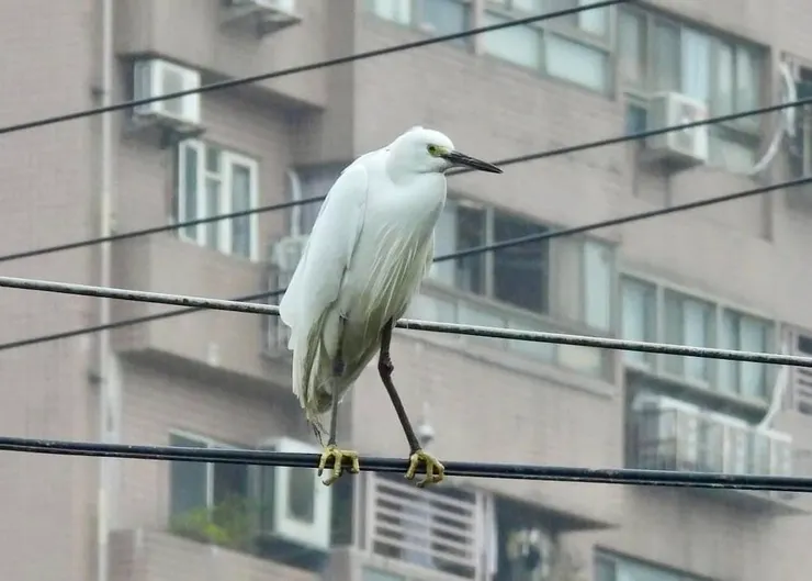 圖05 電線上發現一隻站挺挺的小白鷺(陳聖崴攝)