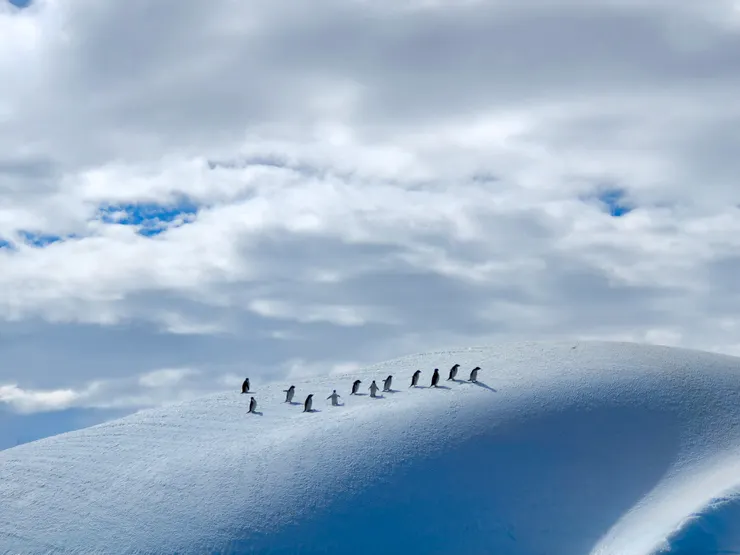 企鵝在冰山上排排走。