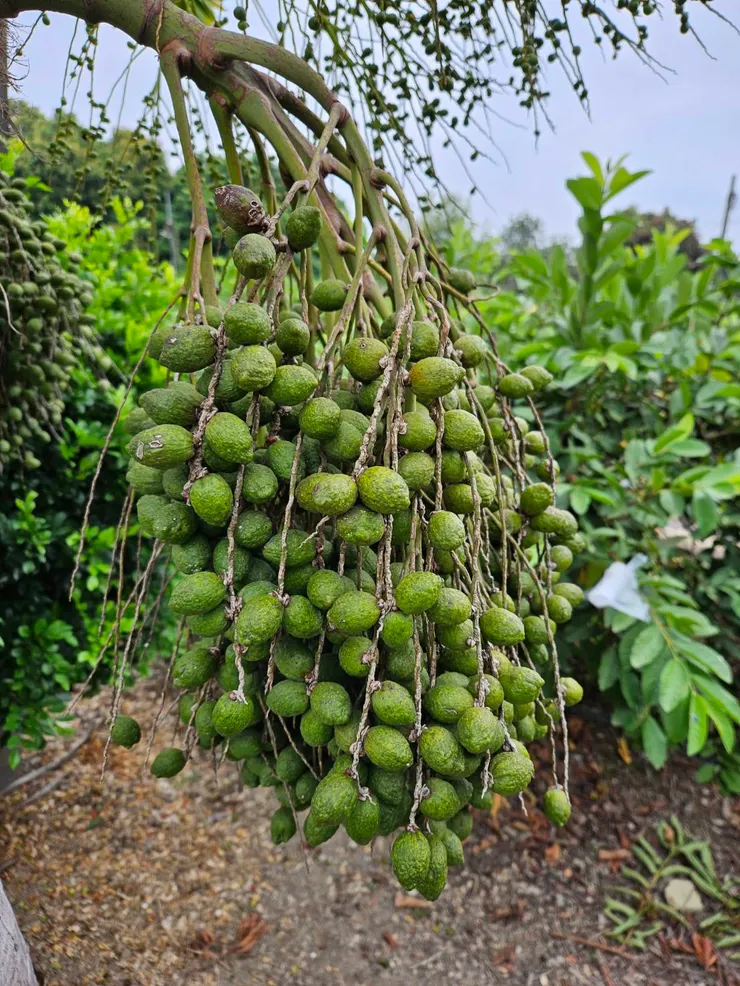 酒瓶椰子果實