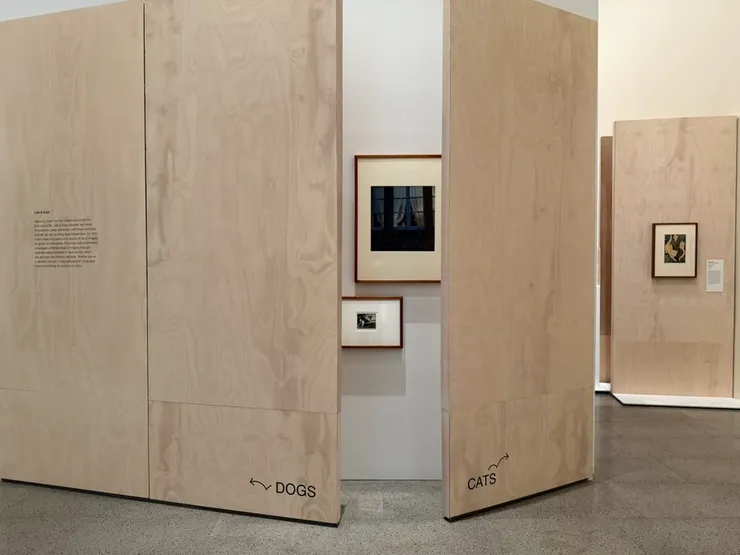 NGV (2025) Cats and Dogs 