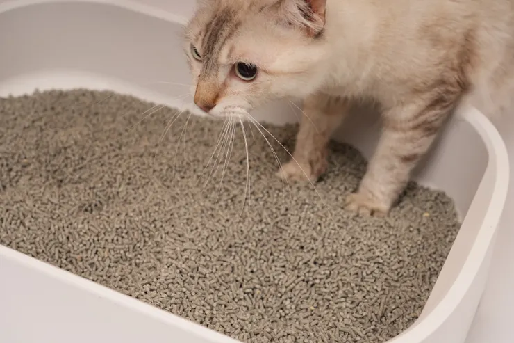 「烏金菱碳黑米砂」成分升級再進化！不只除臭效果增強，提升貓咪踩踏「適腳性」，更能友善環境。（資料來源：貪貪Munchee）