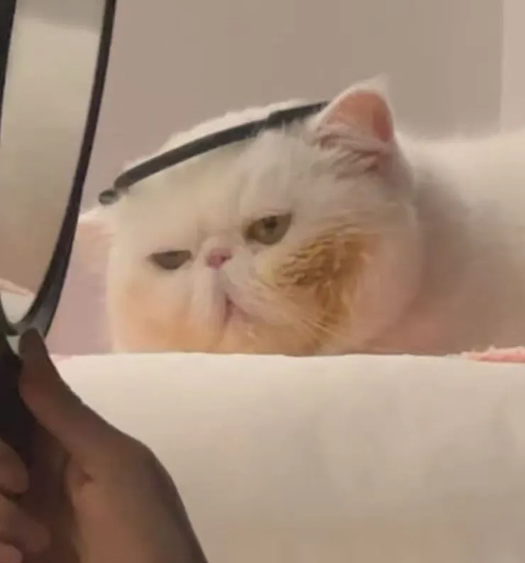 沒什麼圖，放張家裡生無可戀咪